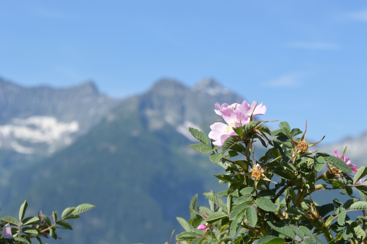 Alpine Flowers